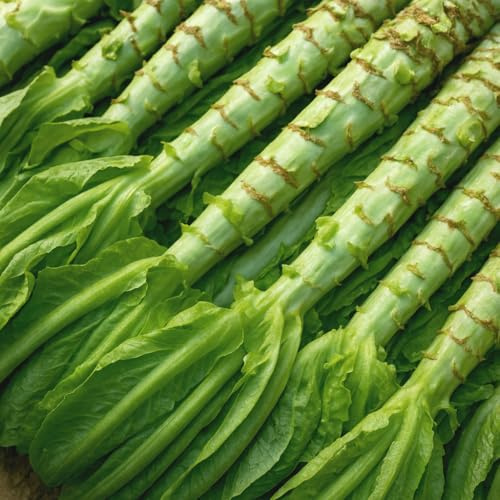 Salat-Spargel Celtuce – Wosun – Lactuca sativa – Salate – 500 Samen | Asiatische Delikatesse mit doppeltem Genusswert