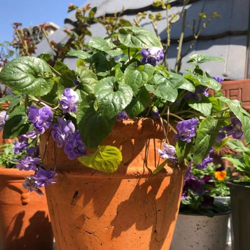 Duftveilchen Winterhart, winterharte für garten seltene exotische blumensamen gastgeschenk 80Samen