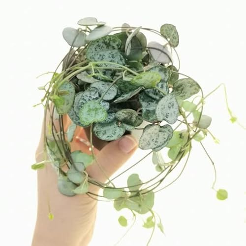 Planta Colgante PREMIUM Ceropegia Woodii Muy Buscada Planta de Moda