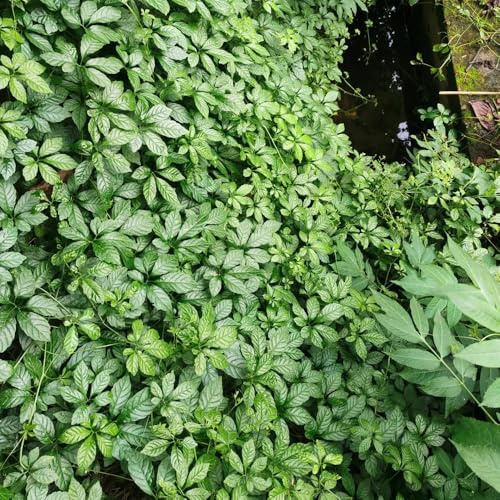 jiaogulansemillas - de interior raras sostenibles Cultivo invierno variedades tradicionales silvestres 350semillas