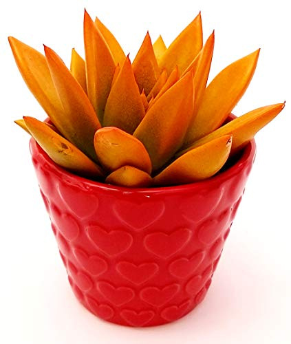 POWERS TO FLOWERS - ECHEVERIA ARANCIONE MINI, CACTUS COLORATI IN VASO CERAMICA CUORI, pianta vera