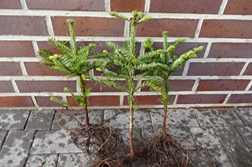 5st. Edel-Tanne  abies nobilis  20-40cm Wurzelware Nobilistanne Silbertanne/Edeltanne Abies nobilis Weihnachtsbaum Gestecke