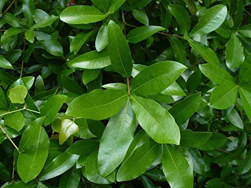 Generic Laurel Oak Ghiande Quercus laurifolia 20 semi (spedizione gratuita)