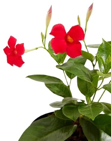 Dipladenia Roja para Jardín Planta Trepadora Natural con Flores Exuberantes