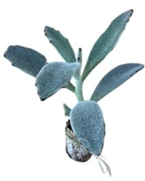 10 Piezas De Plantas Grasa Tomentosa - Kalanchoe Hybrida (En Alveol)