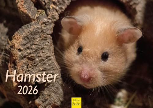 Edition Seidel Premium Kalender Hamster 2026 Format DIN A4 Wandkalender Tierkalender Säugetier Haustier Nager Nagetier