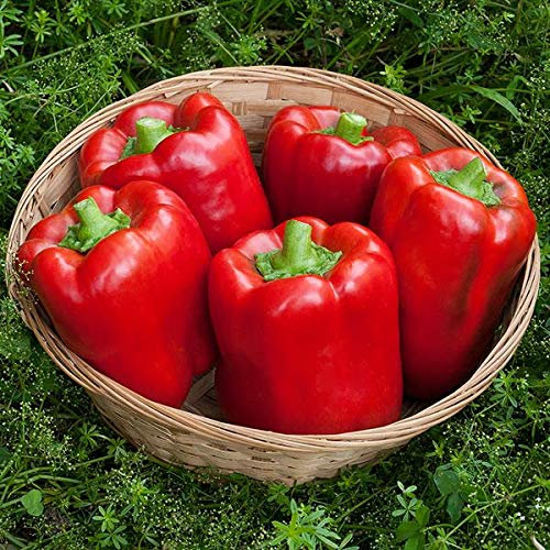 Risitar Graines - 50pcs Poivron California Wonder rouge gros fruits très productive, parfumée, savoureuse, saveur douce, Graines de légumes résistante au froid