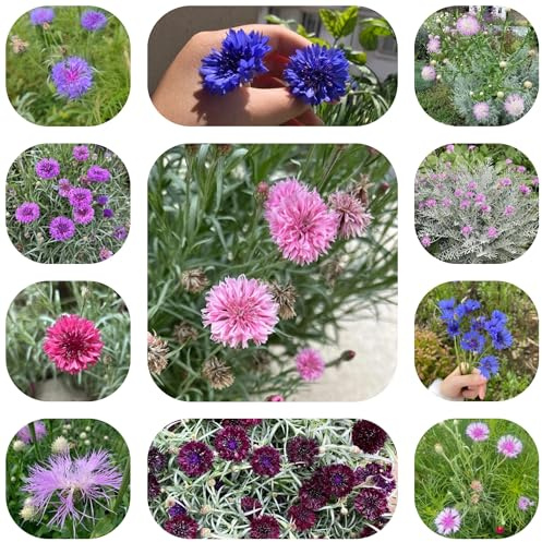 semi di fiordaliso resistente - varietà antiche giardino 350pcs