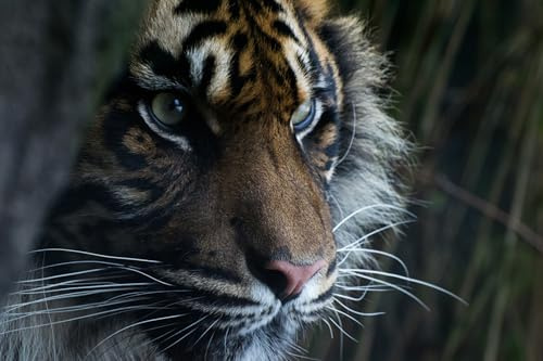 OZLHSP Pusselram 500 bitar Tiger Djur 52x38cm