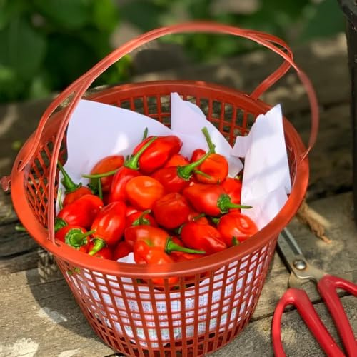 Semillas de chile habanero, chile, regalos para jardineros 20pcs