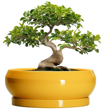 EPFamily Ceramic Bonsai Pots - 13 Inch Large Succulent Pots with Drainage Hole and Saucer, Bonsai Planter for Indoor Outdoor, Round Shallow Bowl Planter, Garden House Decor, Plant Lover Gifts, Yellow