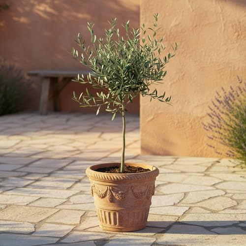 GardenersDream Olivenbaum Olea Europaea – Immergrüne Gartenpflanze im Topf – Pflegeleichte mediterrane Pflanze für draußen – Ideal für Beete, Töpfe und Gartendekoration (30–40 cm inkl. 14-cm-Topf)