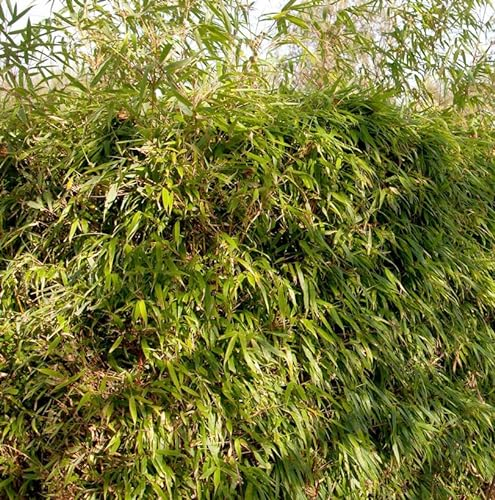 Gartenbambus Rufa 60-80cm - Fargesia murielae