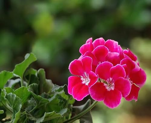 100 graines de fleurs de pélargonium rouge et rose