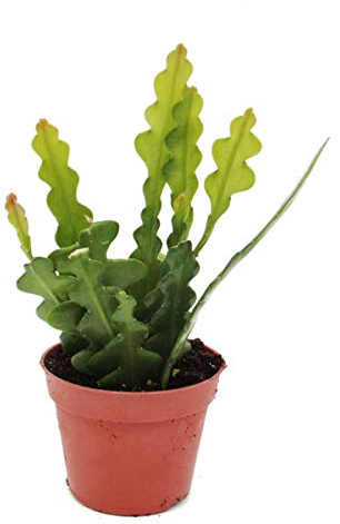 Exotenherz Epiphyllum anguliger - Krokodilschwanz-Kaktus, 9cm