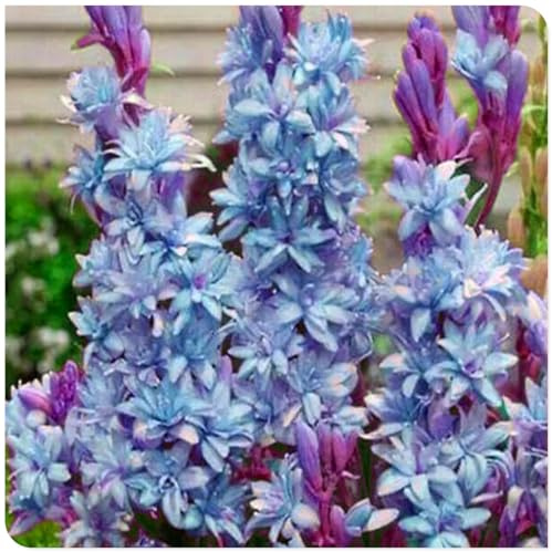 Elegante und schöne Tuberose – duftend, winterhart, mehrjährig, perfekt für Gärten, Vasen und Innendekoration-4 rhizome-D