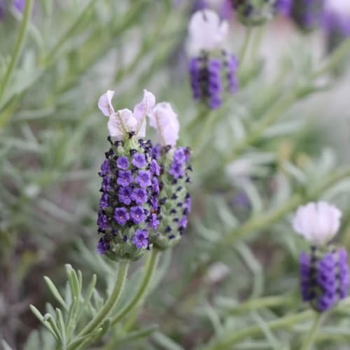 semillas de lavanda perenne - lavanda - medicinales, jardín, para balcón, resistentes de real, 600pcs