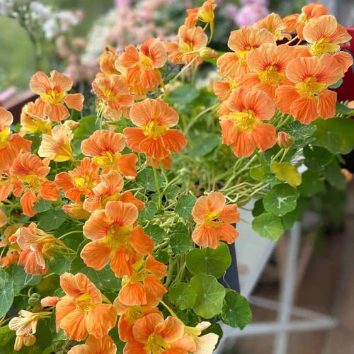 kapuzinerkresse blumensaat balkonpflanze schmetterlingsflieder wildblumensamen herbstaussaat blumenbeet balkon exotische zimmerpflanzen blumengarten wildblumen balkonblumen 800samen
