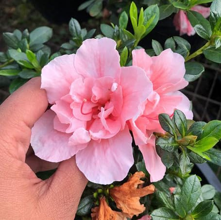 Nouvelles graines fraîches d'azalée rose 100 pièces