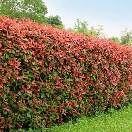 Graines de plantes Photinia fraîches et neuves, 40 pièces