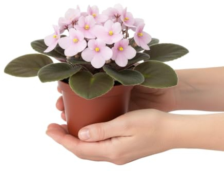 Violeta Africana DECOALIVE Planta Natural Ideal para Ambientes Cálidos y Acogedores