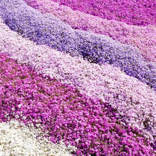 YouGarden Carpet Phlox Collection, Pack of Six Mixed Plug Plants Ready to Plant, Early Spring Flowering, Carpet Cover Phlox Plants Carpet Mat Growing Flowers