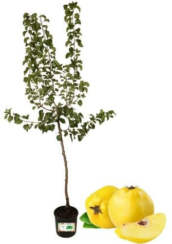 P. Piantine da Orto | Melo Cotogno, Pianta in Vaso Diametro 22 cm, Pianta da Frutto in Vaso, Pianta Vera da Esterno, Giardino o Vaso in Terrazza, Vivaio Italiano