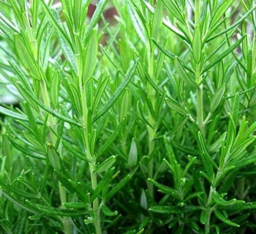 Semi di rosmarino - Rosmarinus officinalis - 80 mezzo - 80 mezzo