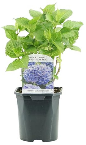 GreenboutiQ - Hortensia - Hydrangea macrophylla Blue - Fleur Bleue - 1 Plante - Feuillage Caduc - Peu D'entretien - Pot 17cm Hauteur 30cm