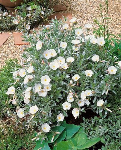 Convolvulus cneorum 9x9 cm Topf – Mehrjährig, Pflegeleicht – Silberwinde – Zierstrauch für Steingarten & Kübel