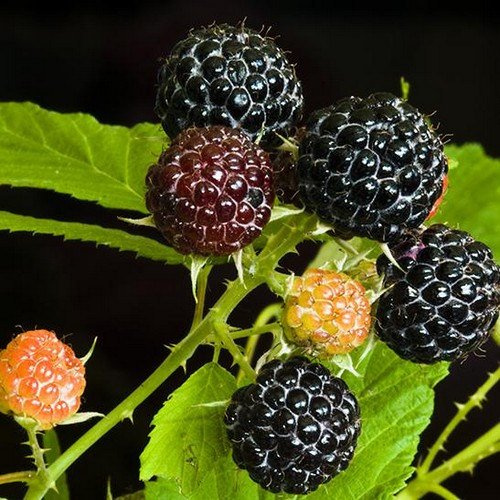 Semi di lampone nero (Rubus occidentalis) confezione da 100 semi