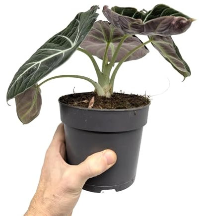 Alocasia Black Velvet 30cm (14cm Pot)