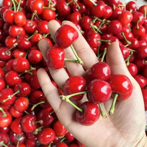 50 piezas semillas de decoración de cerezo - perennes jardín rocas son resistentes exóticas cereza dulce,