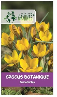 10 Bulbes de Crocus Botanique Fuscotinctus – Crocus Doré Précoce, Jaune d'Or Strié de Bronze