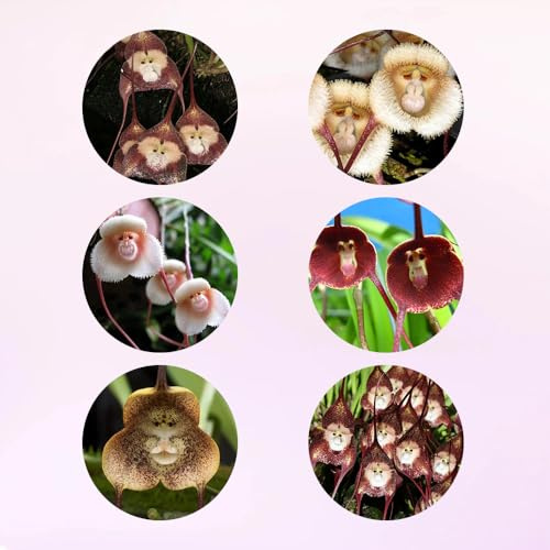 semi di orchidea testa di scimmia - giardino perenni resistenti decorativi tappezzanti esterni 200pcs