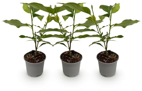 Magnolia Genie – 3 plantas – 12 cm – Altura aprox. 30 cm – Magnolia caducifolia con grandes flores de primavera moradas para arriates, balcones y terrazas – Fácil de limpiar y decorativo