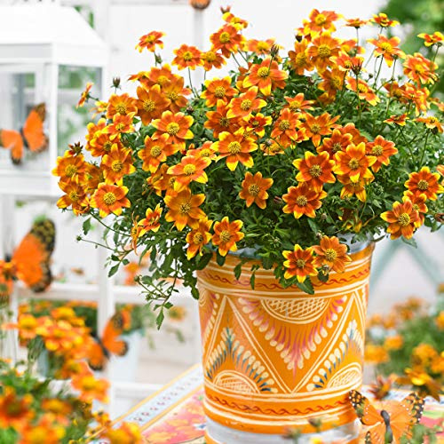 Graines de Bidens de la maison de semences Ultrey Goldmarie Bidentate Golden Eye Drill Souci Fleur Jardin Bonsaï Graines Mer de fleurs pour les parterres de jardinage