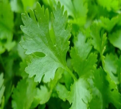 100 semi di prezzemolo verde