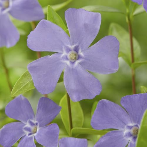 Vinca minor – 24 Pflanzen – 10-25cm – Ø9cm – Bodendecker – Blaue Blüten – Sonne & Schatten – Pflegeleicht & Robust