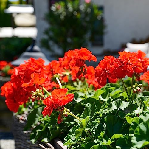 geranio semillas de exóticas de primavera silvestres decorativas interior jardín perennes resistentes al invierno bonsái interior semillas 600pcs
