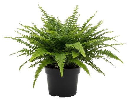 Planta de Interior DECOALIVE | Helecho Espada Nephrolepis Exaltata Maceta 12 Centímetros Planta Natural Decorativa y Fresca