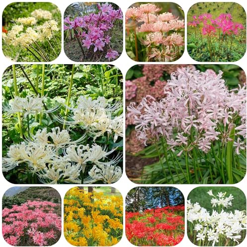 giglio ragno sostenibili giglio di sangue decorazione autunnali Coltivare giardino su un balcone tappezzante resistente resistenti 5bulbi