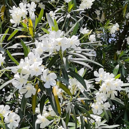 semi di oleandro, giardino roccioso di selvatici giardino per esterni rare vecchie varietà resistenti all'esterno esterno balcone per luoghi 30pcs