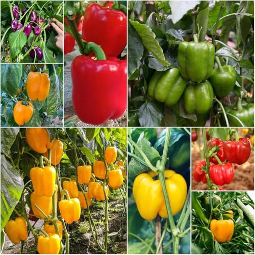 pimiento - semillas - Serie Raras semillas de variedades antiguas chile decorativa techo verde exótica invierno decorativas chile 300pcs