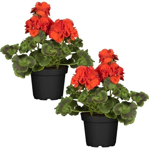 Geranium Rojo Set 2 Plantas Naturales para el Hogar con Flores Rojas