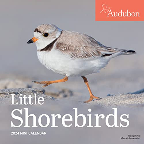 Audubon Little Shorebirds Mini Wall Calendar 2024: A Tribute to the Diversity of Shorebirds and the Fragile Ecosystems they Inhabit