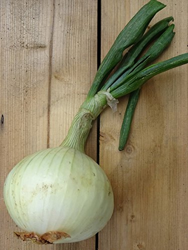 Vegetabilisk lök 'Globo' (Allium cepa) 100 frön Zipolle Kökslök Ätbar lök Bolle