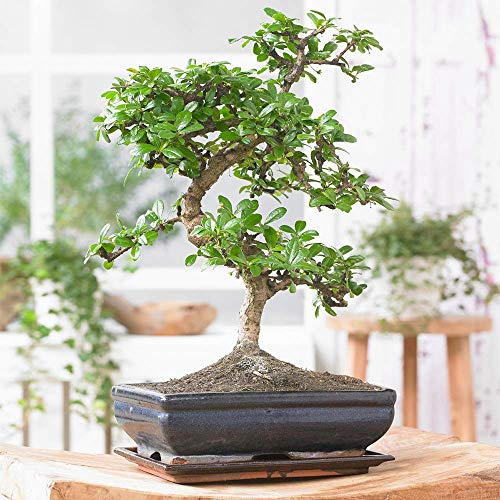 Gardeners Dream Bonsai Chinesische Ulme - Japanische 'S-Form' Bonsai Baum Echt Zimmerpflanzen - Indoor Baum Pflanzen Deko - Topf Pflanze Höhe (inkl. Topf): 20-30 cm - Mini Bonsai Topf Größe: 15 cm