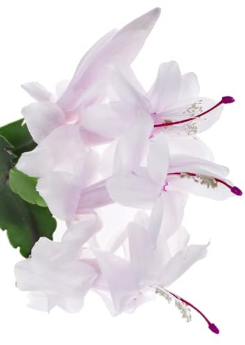 Christmas Cactus Plants, 'White', 1 x Full Plant in 13cm Pot, Indoor Plants, White Christmas Cactus, Cacti, Premium Quality Houseplants