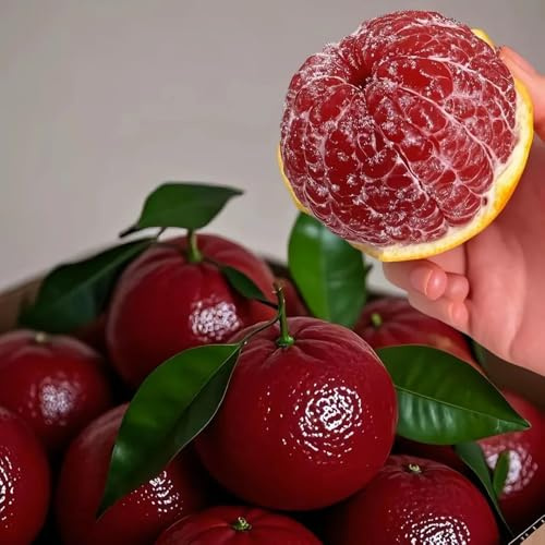 semi di d'appartamento di arance, resistenti di agrumi fresca all'aperto 200pcs